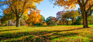 Fall at Knollwood Memorial Park